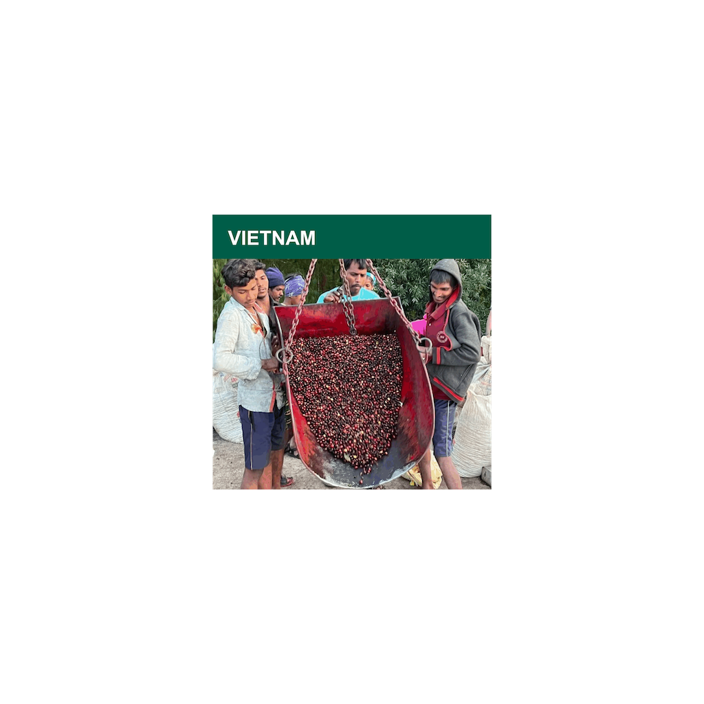 Vietnam Robusta Gr.1 (zelená)