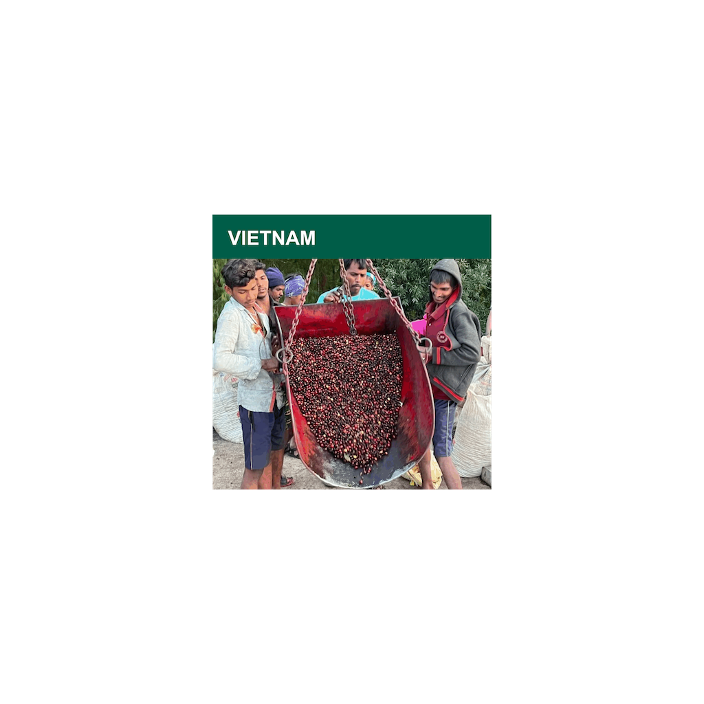 Vietnam Robusta Gr.1 (zelená)