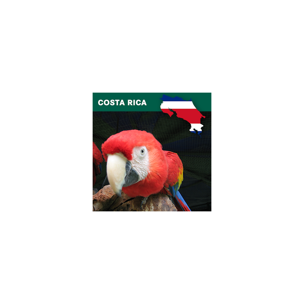 Costa Rica SHG EP (zelená)