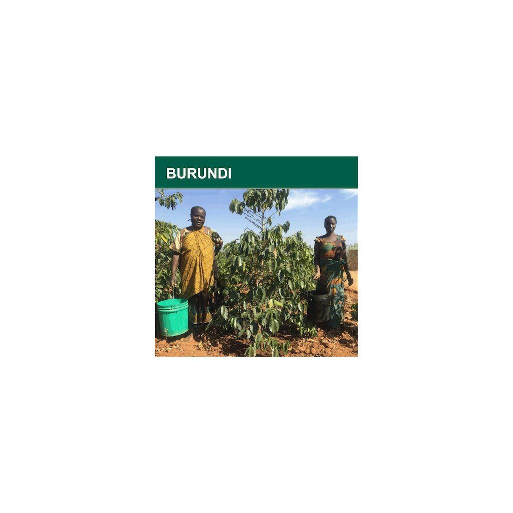 Burundi Red Bourbon Scr.15+ washed (zelená)