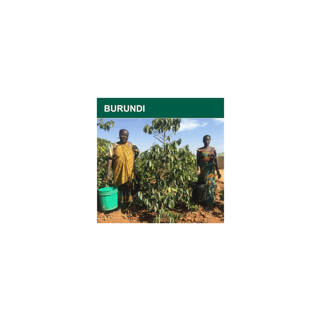 Burundi Red Bourbon Scr.15+ washed (zelená)